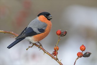 Eurasian bullfinch