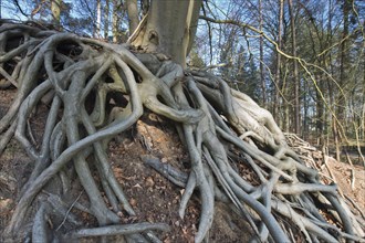 Roots of a Common beech