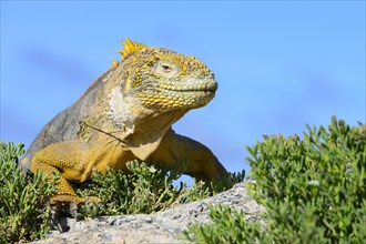 Drusenkopf or Galapagos land iguana