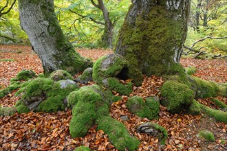 Moss-covered roots of an old beech