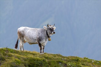 Cow on the mountain pasture