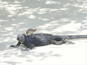 Darwin finch or Galapagos finch