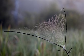 Beads of raindrops on spider's web