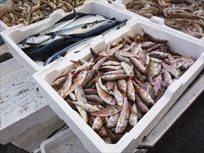 Fish market at the port of Trani