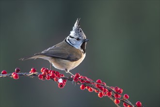 Crested tit