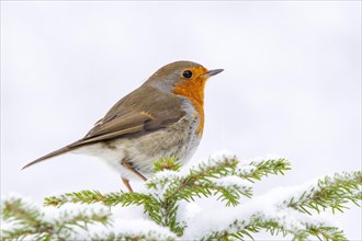 European robin