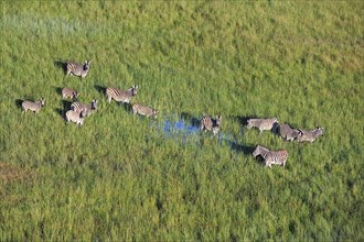 Aerial view of Burchell's zebras