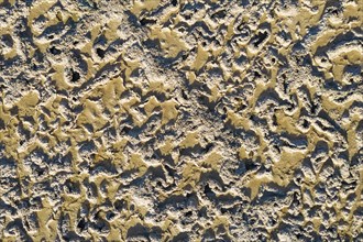 Saline soil near the saltworks at Almadraba de Monteleva