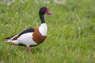 Common shelduck