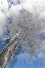 Snowy tree top