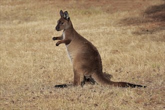Kangaroo Island kangaroo
