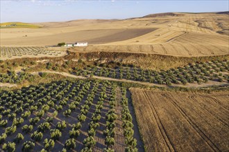Cultivations of olive trees
