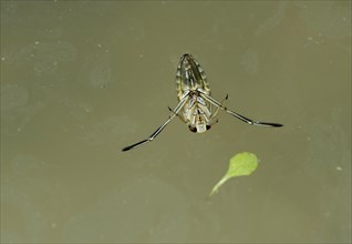 Ventral side of the water bug common backswimmer
