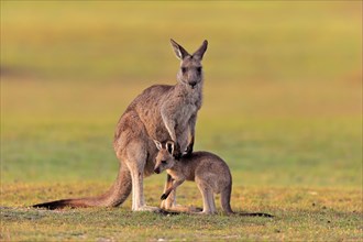 Eastern giant grey kangaroo