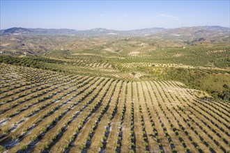 Cultivated olive trees