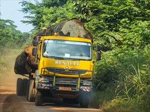 Logging truck in the jungle