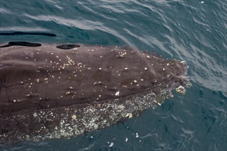 Humpback whale