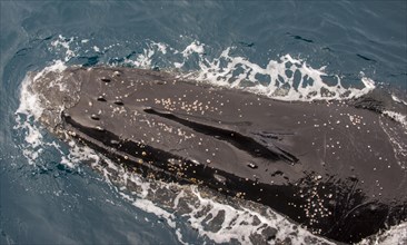 Humpback whale