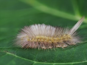 Caterpillar of the beech stretch-foot