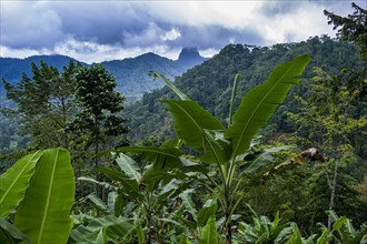 The wild jungle interior of Sao Tome