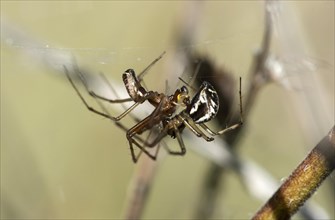 Mating of the common canopy spider