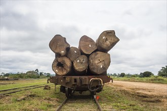 Wood logs on a train carrier in the Unesco world heritage sight Lope national park