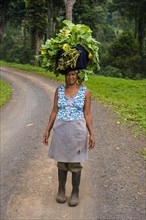Woman carries a huge stack of vegetables on her head