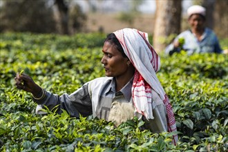Women picking tea from the tea plants on a tea plantation