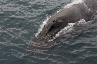 Humpback whale