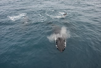 Humpback whale