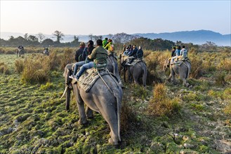 Early morning elephant ride on elephants through the elephant grass