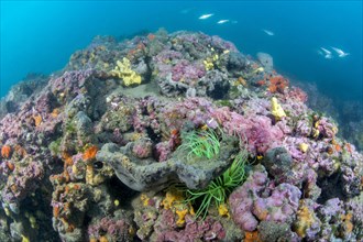 Coralligenous reef in Gulf of Lion