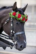 Portrait of a horse with roses on its head