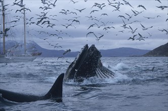 Surfacing humpback whale