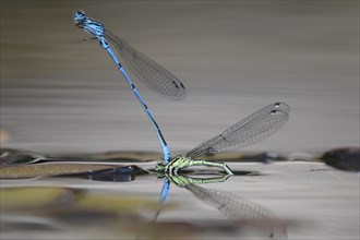 Mating of the Azure damselfly