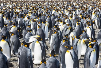Giant King penguins