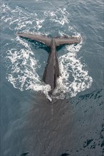 Humpback whale