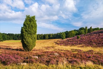 Typical heath landscape at Wilseder Berg with flowering heather and juniper bush
