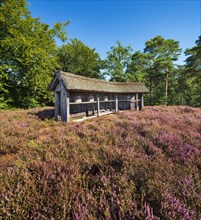 Typical heath landscape with traditional bee fence and flowering heather