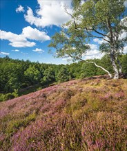 Typical heath landscape with flowering heather and birch trees on hill