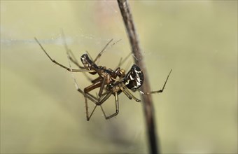 Mating of the common canopy spider