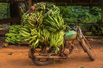 Bananas for sale