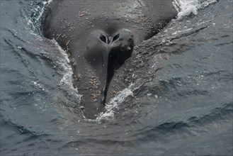 Humpback whale