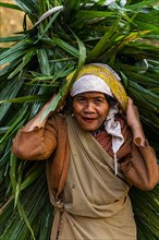 Tribal khasi woman carrying a huge palm leaf