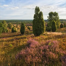 Typical heath landscape at Wilseder Berg with flowering heather and juniper
