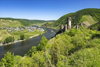 Metternich castle ruin on the Moselle river surrounded by vineyards