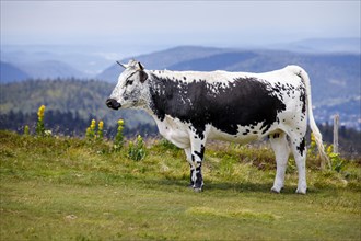 Vosges cattle