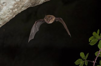 Greater horseshoe bats