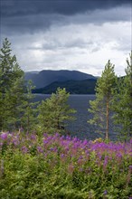 Blooming purple flowers on the shore of lake Tyrifjord