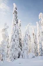 Snow-covered trees